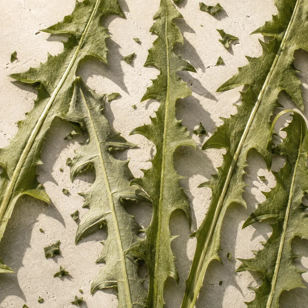 Dandelion leaves laid on pale limestone